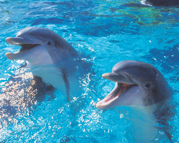 cute pics of dolphins