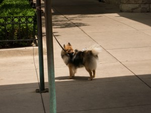 Also, I like photos of dogs and cats as they usually look cute.