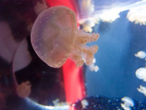 Is this Clara? It looks like it.